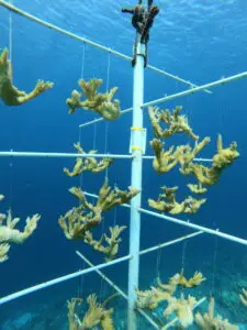 Bonaire koraal nursery