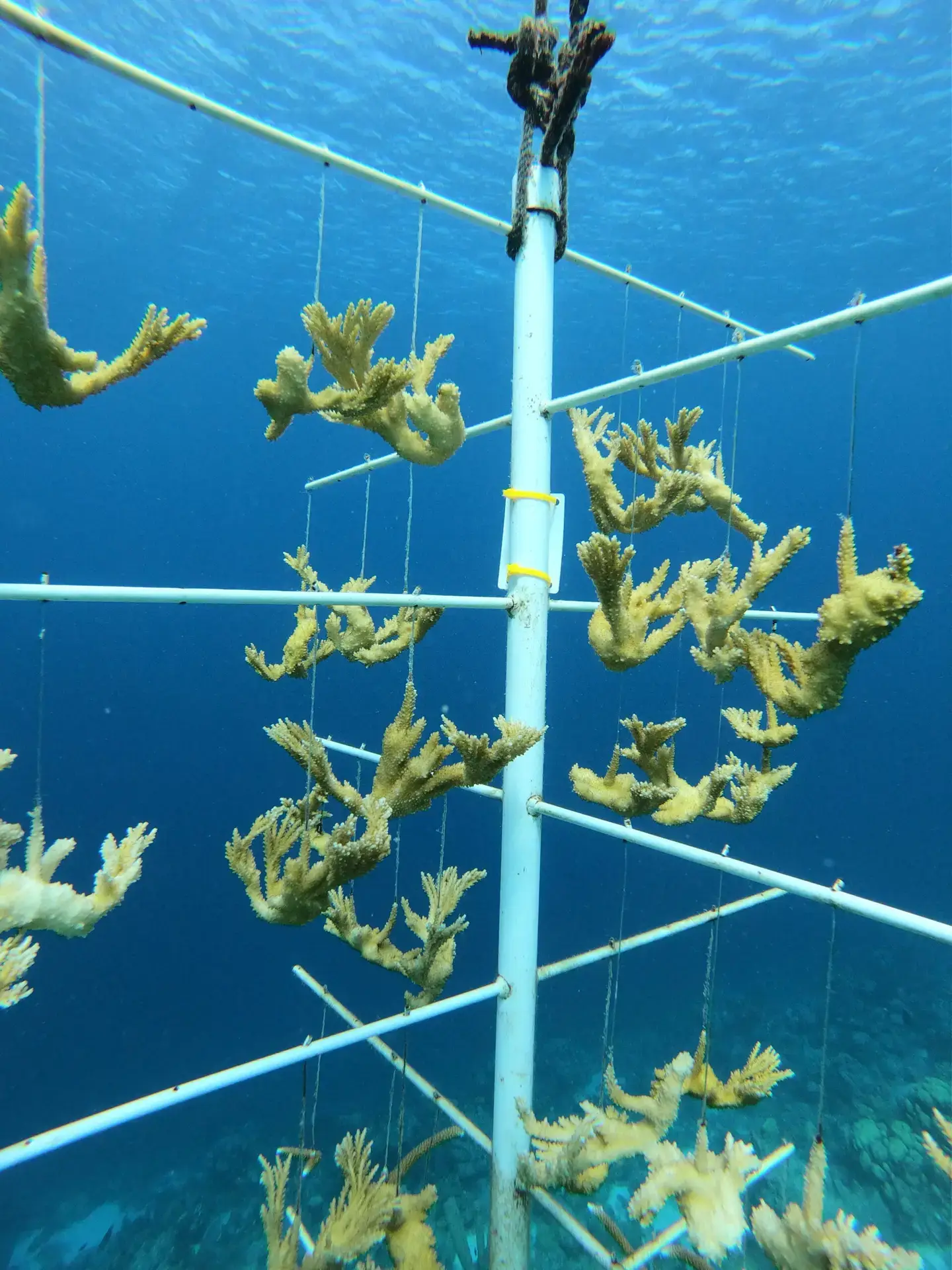 Bonaire koraal nursery